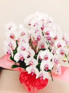 胡蝶蘭2
