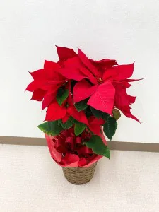 お花2